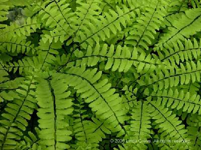 Maidenhair Ferns 3 - Adiantum pedatum
